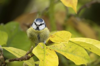 Blue tit (Cyanistes caeruleus) adult garden bird on a magnolia tree branch with autumn colour