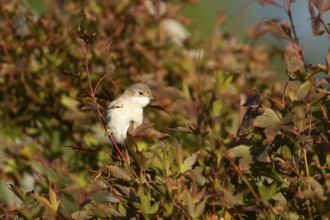 Lesser whitethroat (Curruca curruca) adult bird on a garden shrub with red autumn colour leaves,