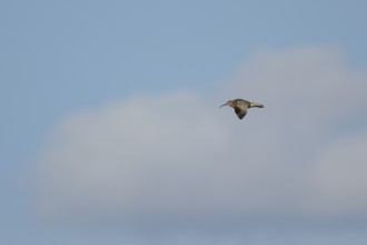 Eurasian curlew (Numenius arquata) adult wader bird flying in summer, England, United Kingdom
