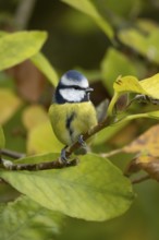 Blue tit (Cyanistes caeruleus) adult garden bird on a magnolia tree branch with autumn colour