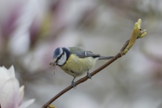 Blue tit (Cyanistes caeruleus) adult garden bird on a magnolia tree branch with spring blossom with