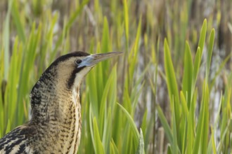 Eurasian or Great bittern (Botaurus stellaris) adult bird in a reedbed in spring, RSPB Minsmere