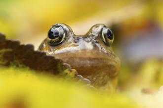Common frog (Rana temporaria) adult amphibian on fallen autumn leaves in a garden, England, United
