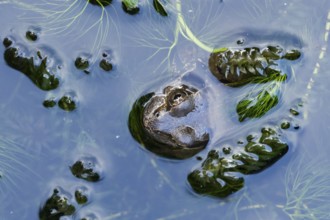 Common frog (Rana temporaria) adult amphibian on the water surface of a pond, England, United