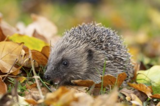 European hedgehog (Erinaceus europaeus) adult animal on fallen autumn leaves in a garden, England,