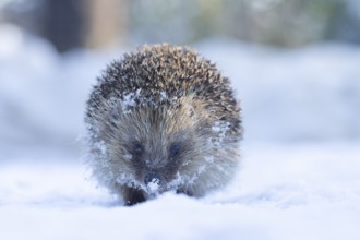 European hedgehog (Erinaceus europaeus) adult animal in a snow covered garden in winter, England,