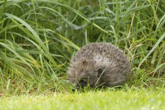 European hedgehog (Erinaceus europaeus) adult animal on a garden grass lawn next to a patch of long