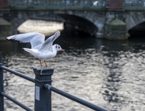 Seagulls on the railing on the banks of the Spree in Berlin Mitte, Germany