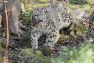 A snow leopard (Panthera uncia) stalks its siblings between rocks and trees in hilly terrain on a