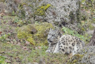 Perfect camouflage. A snow leopard (Panthera uncia) sits next to a rock in hilly terrain, blending