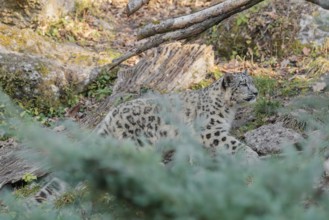 A snow leopard (Panthera uncia) runs along a mountainside between rocks and trees on a sunny day.