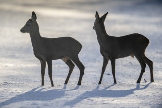 Roe deer (Capreolus capreolus) in the snow, Emsland, Lower Saxony, Germany