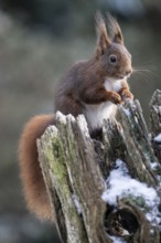 Squirrel (Sciurus vulgaris), Emsland, Lower Saxony, Germany