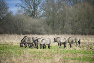 A group of wild horses Koniks graze in a meadow in an autumnal setting, Dümmer nature park Park,