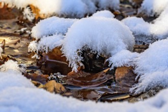 Ilsenburg, Saxony-Anhalt, Germany, close-up of frozen leaves in winter covered with a layer of snow