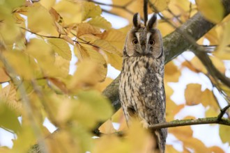 A long-eared owl (Asio otus) sits attentively on a branch with erect feather ears amidst the yellow
