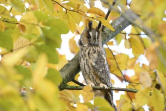 A long-eared owl (Asio otus) sits attentively on a branch amidst the yellow autumn leaves of a