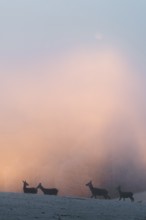 Four female red deer (Cervus elaphus) stand on a snow-covered meadow at sunrise, with dense,