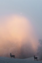 Two female red deer (Cervus elaphus) stand on a snow-covered meadow at sunrise, with dense,
