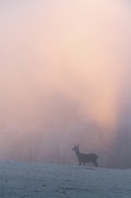 A female red deer (Cervus elaphus) stands on a snow-covered meadow at sunrise, with dense, colorful