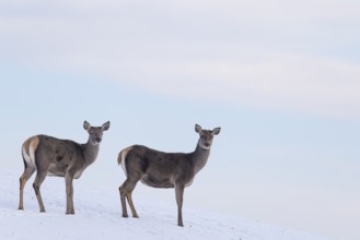 Two female red deer (Cervus elaphus) stand on a snow-covered meadow on a cold day. In the