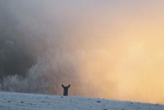 A female red deer (Cervus elaphus) stands behind a hill on a snow-covered meadow at sunrise and