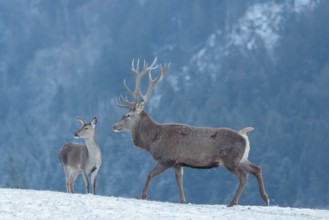 A red deer stag (Cervus elaphus) runs across a snow-covered meadow on a cold day. A female red deer