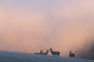 Four female red deer (Cervus elaphus) stand on a snow-covered meadow at sunrise, with dense,