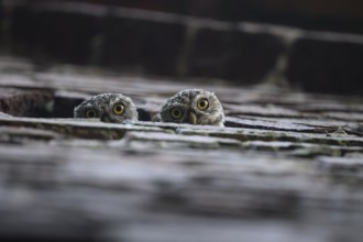 Two young little owls (Athene noctua) peering curiously from behind a wall and observing their