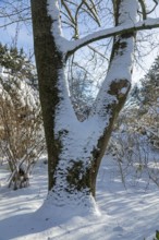 Snowy tree trunk, winter, snow, Sieversen, Samtgemeinde Rosengarten, Lower Saxony, Germany