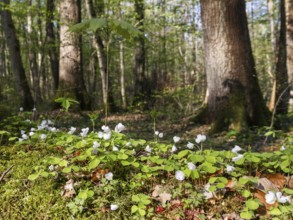 Wood sorrel (Oxalis acetosella), in deciduous forest, spring, Upper Bavaria, Germany