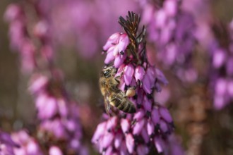 Honey bee (Apis mellifera) on flowers of snow heather (Erica carnea), Upper Bavaria, Germany