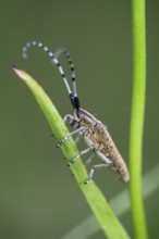 Thistle buck (Agapanthia cardui), Upper Bavaria, Germany