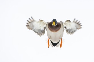 Flying mallard (anas platyrhynchos) in the snow, Vechta, Lower Saxony, Germany