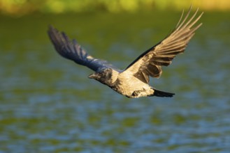 Hooded Crow (corvus corone corone) in flight, Feldberg Lakeland, Mecklenburg-Western Pomerania,