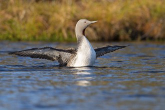 Red-throated diver (Gavia stellata) in breeding plumage on a lake in Sweden, Knuthöjdsmossen,