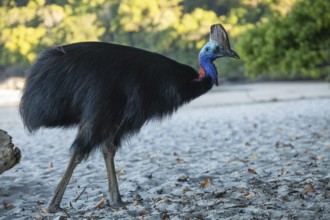 Southern cassowary (Casuarius casuarius) walking along the shore searching for food in the sand.