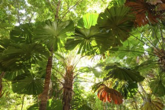 View of Queensland fanpalm (Licuala ramsayi) canopy and forest floor under tropical sunlight in