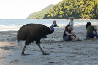 Southern cassowary (Casuarius casuarius) foraging on sand with tourists sitting in the background.
