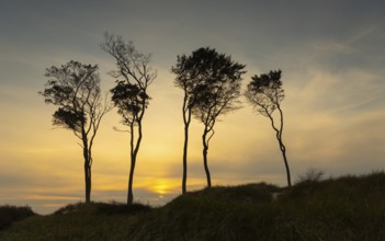 Beeches on the west beach of Fischland-Darss-Zingst at sunset, Baltic Sea, Ahrenshoop,