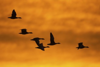 Greylag geese (anser anser) in front of the dawn, Zingst, Mecklenburg-Vorpommern, Germany