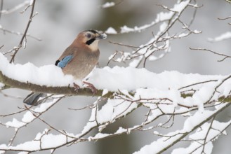 Eurasian jay (garrulus glandarius) in the snow, Neuhaus, Lower Saxony, Germany