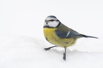 Blue tit (Cyanistes caeruleus) in the snow, Vechta, Lower Saxony, Germany