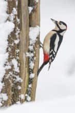 Great spotted woodpecker (dendrocopos major) at the woodpecker forge in the snow, Neuhaus im