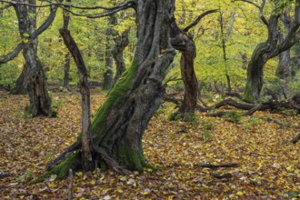 Old, gnarled trees in the Urwald Baumweg nature reserve in autumn, Hudewald, Emstek, Lower Saxony,