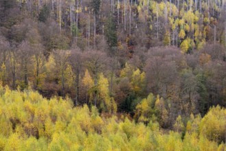 Forest death in the Harz Mountains, forest, wind throw, storm, Ilsenburg, Saxony-Anhalt, Germany