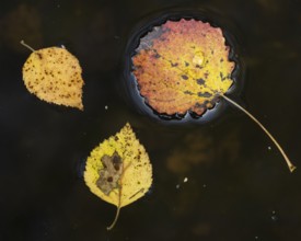 Autumn leaves of aspen (Populus tremula) on a body of water, Ahlhorn, Lower Saxony, Germany
