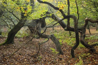Old, gnarled trees in the Urwald Baumweg nature reserve in autumn, Emstek, Lower Saxony, Germany