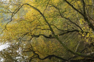 Autumn impression of Ahlhorn fish ponds, Ahlhorn, Lower Saxony, Germany