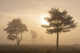 Pine (Pinaceae) in the moor with fog, nature reserve, Vernner Moor, Neuenkirchen-Vörden, Lower